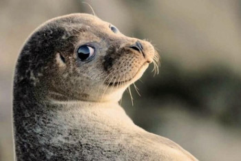 Фотография к новости: Оценку угроз существования каспийских тюленей проводят ученые