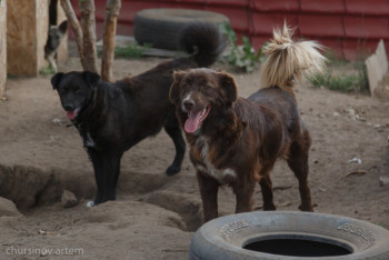 Фотография к новости: Выжившие после истязаний. Что не так с законом о защите животных?