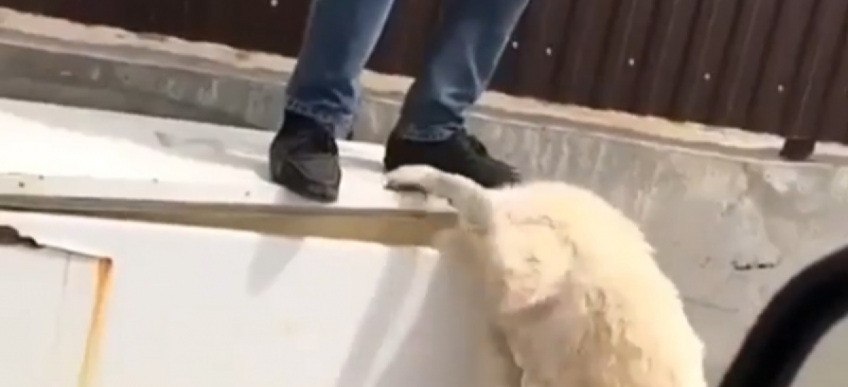 скриншот с видео