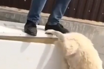 Фотография к новости: Душил собаку дверцей холодильника: дело атырауского живодера возобновили