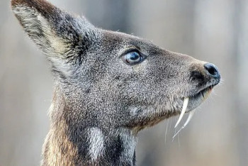 Фотография к новости: Жаловаться на нарушения в национальных парках призвали казахстанцев