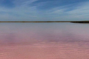 Фотография к новости: Астанчанин вернул соль в розовое озеро Кобейтуз