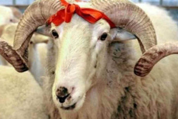 Фотография к новости: Курбан айт в режиме онлайн: 1305 алматинцев подали заявки на получение жертвенного мяса