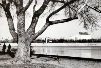 Фотография к новости: Минэкологии придаст особый статус старейшему тополю в Нур-Султане