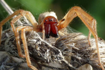 Фотография к новости: На нашествие ядовитых пауков жалуются жители ВКО