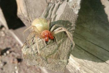 Фотография к новости: Ядовитые пауки напугали жителей Восточного Казахстана