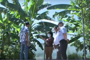 Фотография к новости: Банановое дерево заплодоносило в селе Туркестанской области