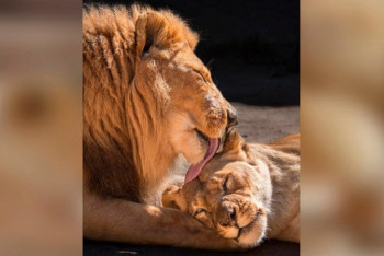 Фотография к новости: В США в зоопарке усыпили пару престарелых неразлучных львов