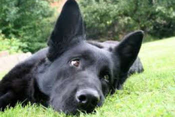 Фотография к новости: Служба отлова бездомных животных жестоко расправилась с собакой в Костанае