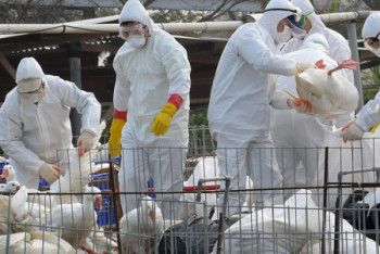 Фотография к новости: Казахстан ввел ограничения на границе с РФ из-за птичьего гриппа