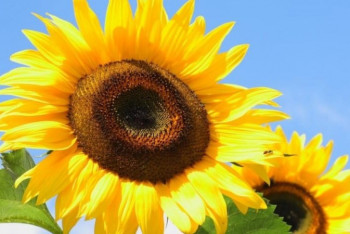 Фотография к новости: Аграрии Восточного Казахстана не могут продать урожай подсолнечника за рубеж