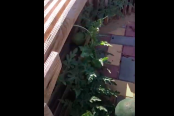 Фотография к новости: Пробились сквозь скалу: арбузы выросли на набережной в Актау