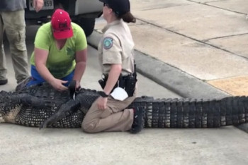 Фотография к новости: Отец спас детей от четырехметрового крокодила в США