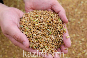 Сбор урожая зерновых культур ведется в семи регионах Казахстана