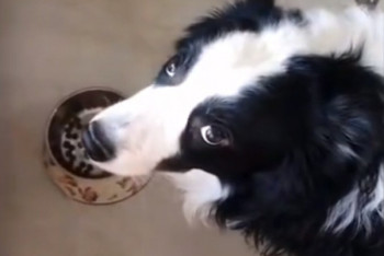 Фотография к новости: Реакция собаки на жадную хозяйку позабавила Сеть