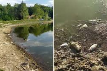 Фотография к новости: Экологи проверяют сообщение о мертвой рыбы на озере Пархач в Алматы