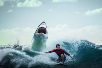 Фотография к новости: Серфер избил акулу и спас жену от смерти