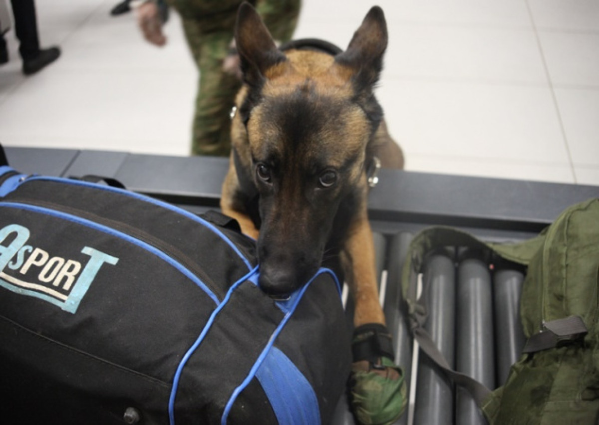 Собак используют для обнаружения COVID-19 в аэропорту Дубая