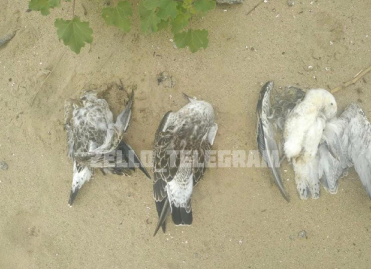 Instagram\@zello_aktobe 