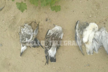 Фотография к новости: О массовой гибели птиц в Актобе сообщили в Сети