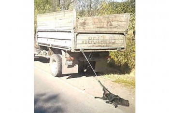 Фотография к новости: Грузовая машина протащила собаку по трассе в Алматинской области