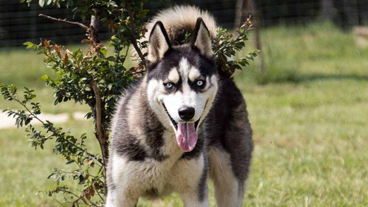 huskyrescue.org.za