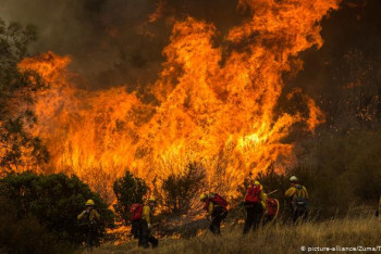 Фотография к новости: Крупные лесные пожары в Калифорнии: губернатор взывает о помощи