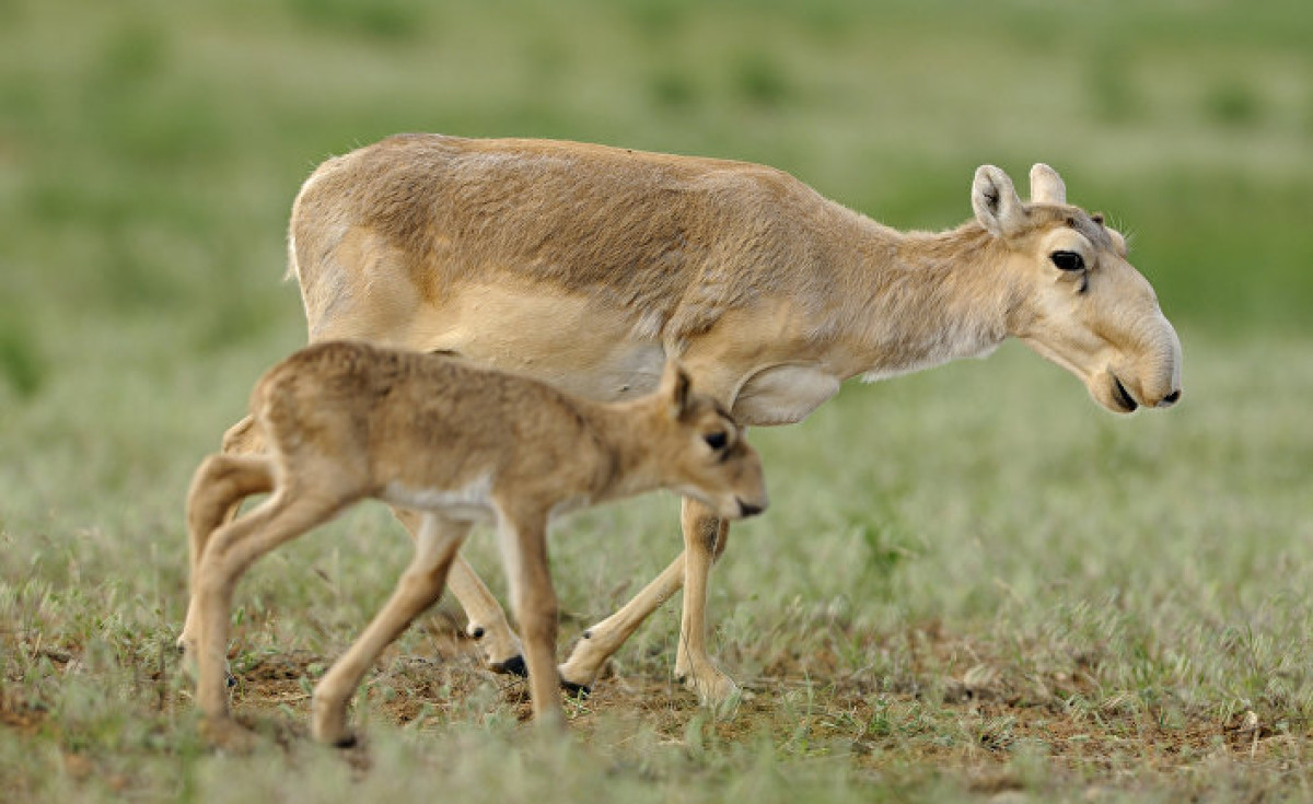 © flickr.com, U.S. Fish and Wildlife Service Headquarters / Igor Shpilenok