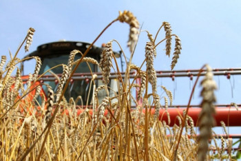 Фотография к новости: Казахстан полностью обеспечит себя хлебом – Мамин