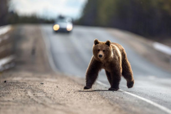 Фотография к новости: Можно ли отстреливать нападающих на скот медведей, рассказали в Минэкологии РК