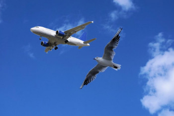 Фотография к новости: Самолет авиакомпании SCAT столкнулся с птицей