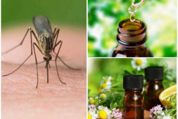 Фотография к новости: В средстве от комаров обнаружили вещество против коронавируса