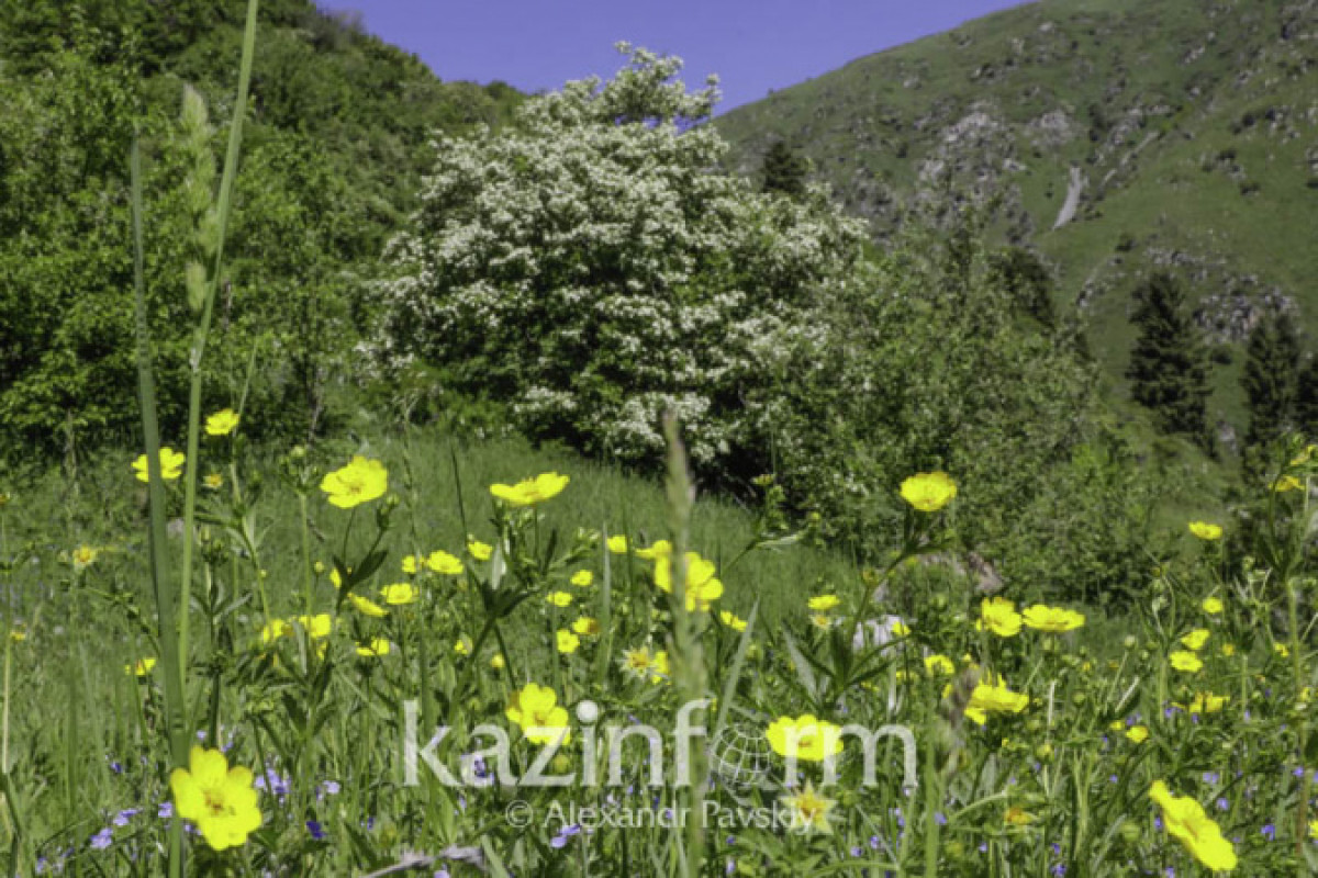 Иллюстративное: inform.kz