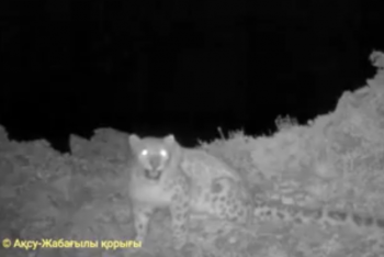 Фотография к новости: Снежного барса зафиксировала фотоловушка в горах Аксу-Жабаглы