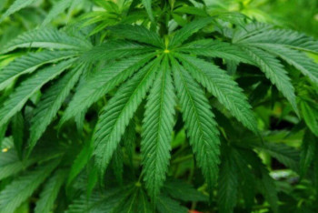 Фотография к новости: Американцы проголосуют за легализацию марихуаны во всех штатах