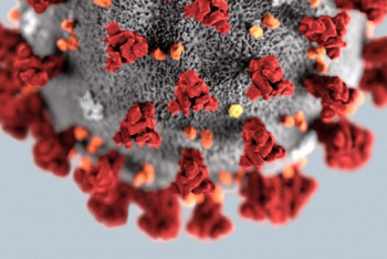 Фотография к новости: Ученые назвали витамин, способный блокировать размножение коронавируса