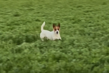 Фотография к новости: Пес из Австралии считает себя кенгуру