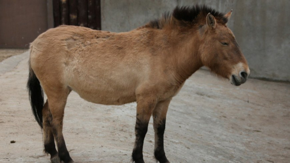 МТРК «Мир» / Игорь Медведев