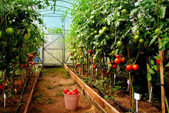 Фотография к новости: Выращивать овощи и фрукты планируют без солнца и почвы в Нур-Султане