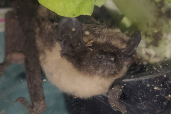 Фотография к новости: Живую летучую мышь в листьях салата из супермаркета нашла жительница Костаная