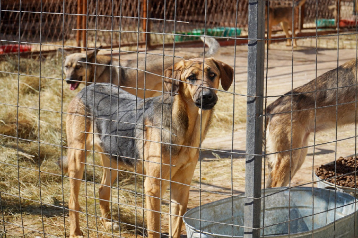 Изнасилование собак в столице: отстранен от работы директор "Астана Ветсервис"