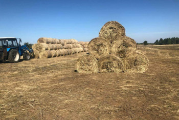 Фотография к новости: Завершается сбор урожая в Акмолинской области