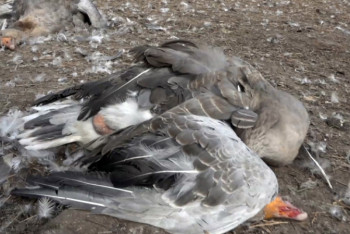 Фотография к новости: "Не успеваем сжигать трупы" - у фермеров СКО массово гибнет домашняя птица