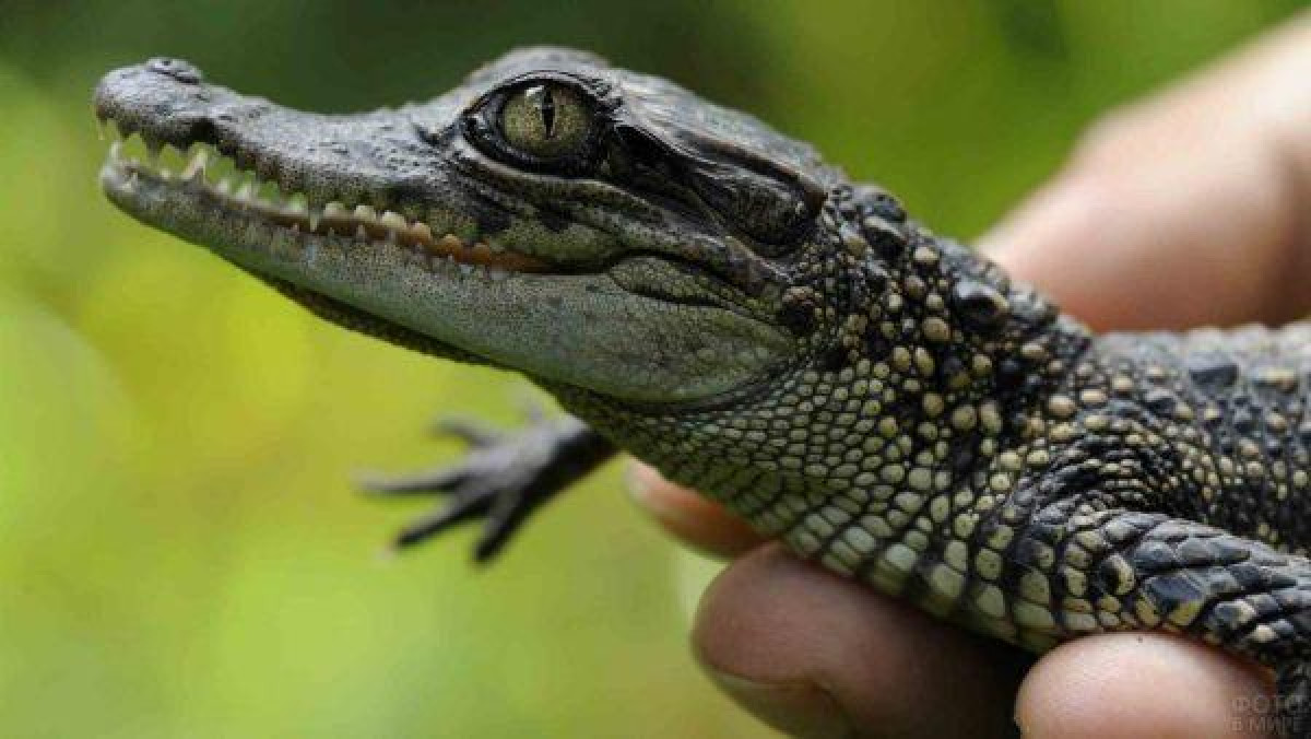 иллюстративное