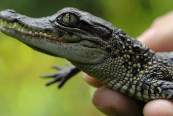 Фотография к новости: Крокодила выгуливали на поводке в Кок-тобе