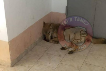 Фотография к новости: Волка убили в подъезде многоэтажки в Экибастузе