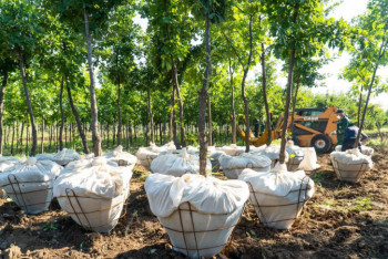 Фотография к новости: Кульгинов пообещал посадить в Нур-Султане еще 30 тысяч деревьев