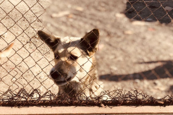 Фотография к новости: На что тратит деньги "Астана ветсервис"