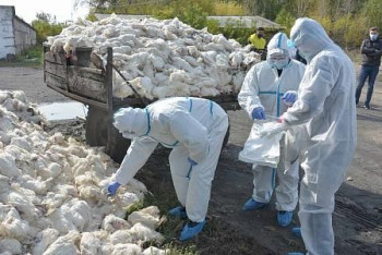 Фотография к новости: 180 тысяч кур погибли от птичьего гриппа за сутки в СКО