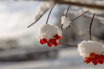 Фотография к новости: Снег прогнозируют в Казахстане синоптики